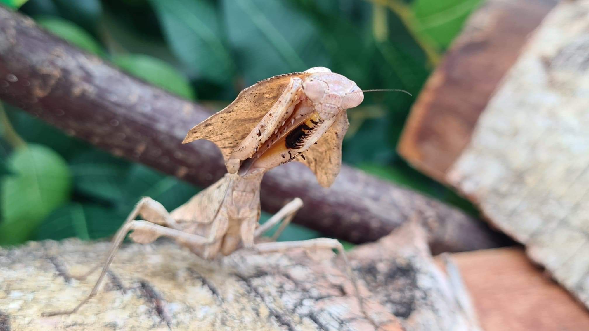 Deroplatys lobata - Dead leaf mantis