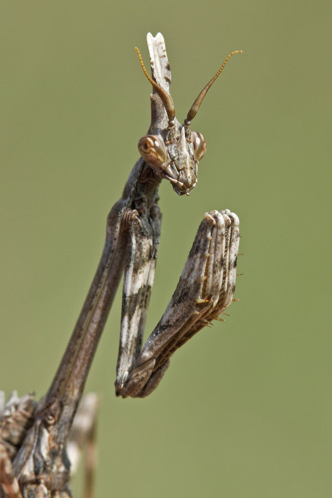 Empusa pennata - Conehead mantis