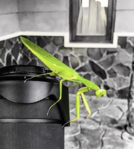 Rhombodera lingulata - shield mantis