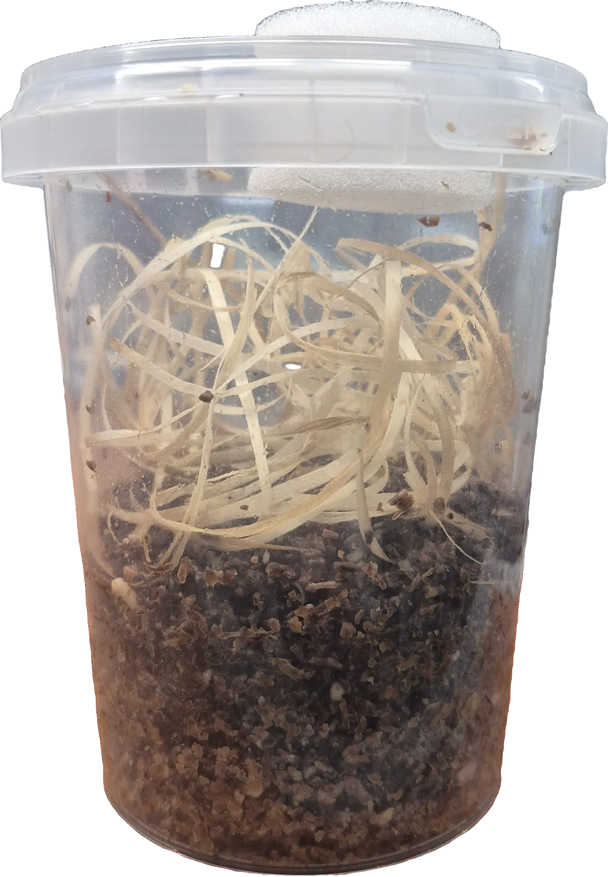 Curly wing flies 16oz culture