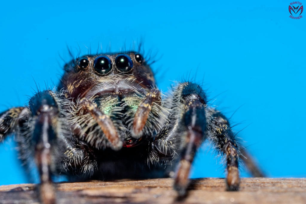 Phidippus clarus