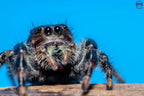 Phidippus clarus