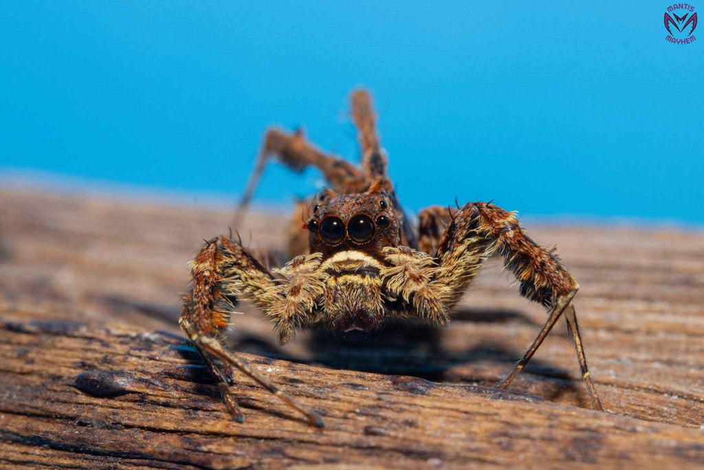 Portia labiata