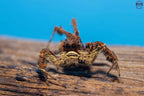Portia labiata