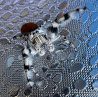Phidippus adumbratus