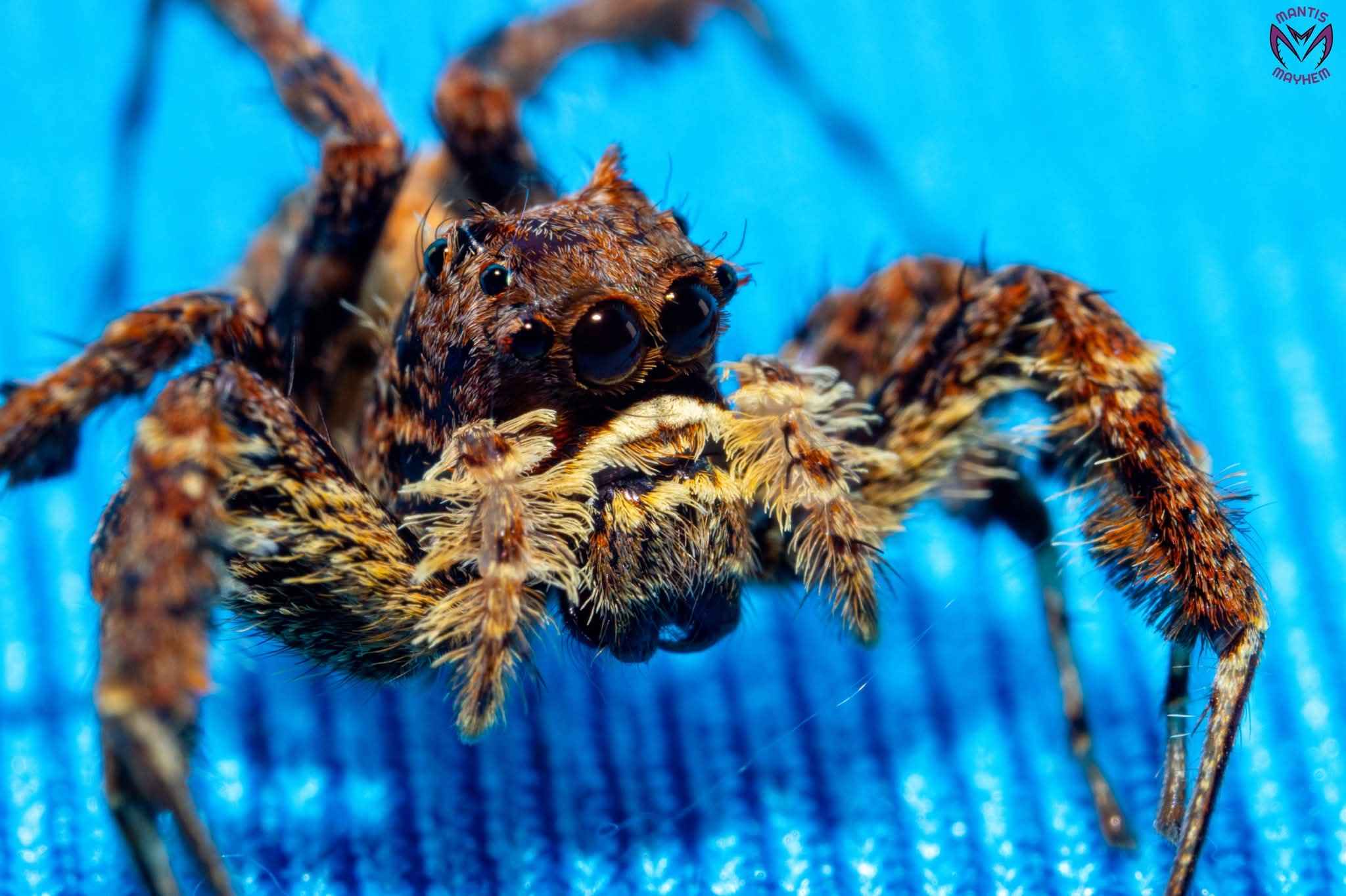 Portia labiata