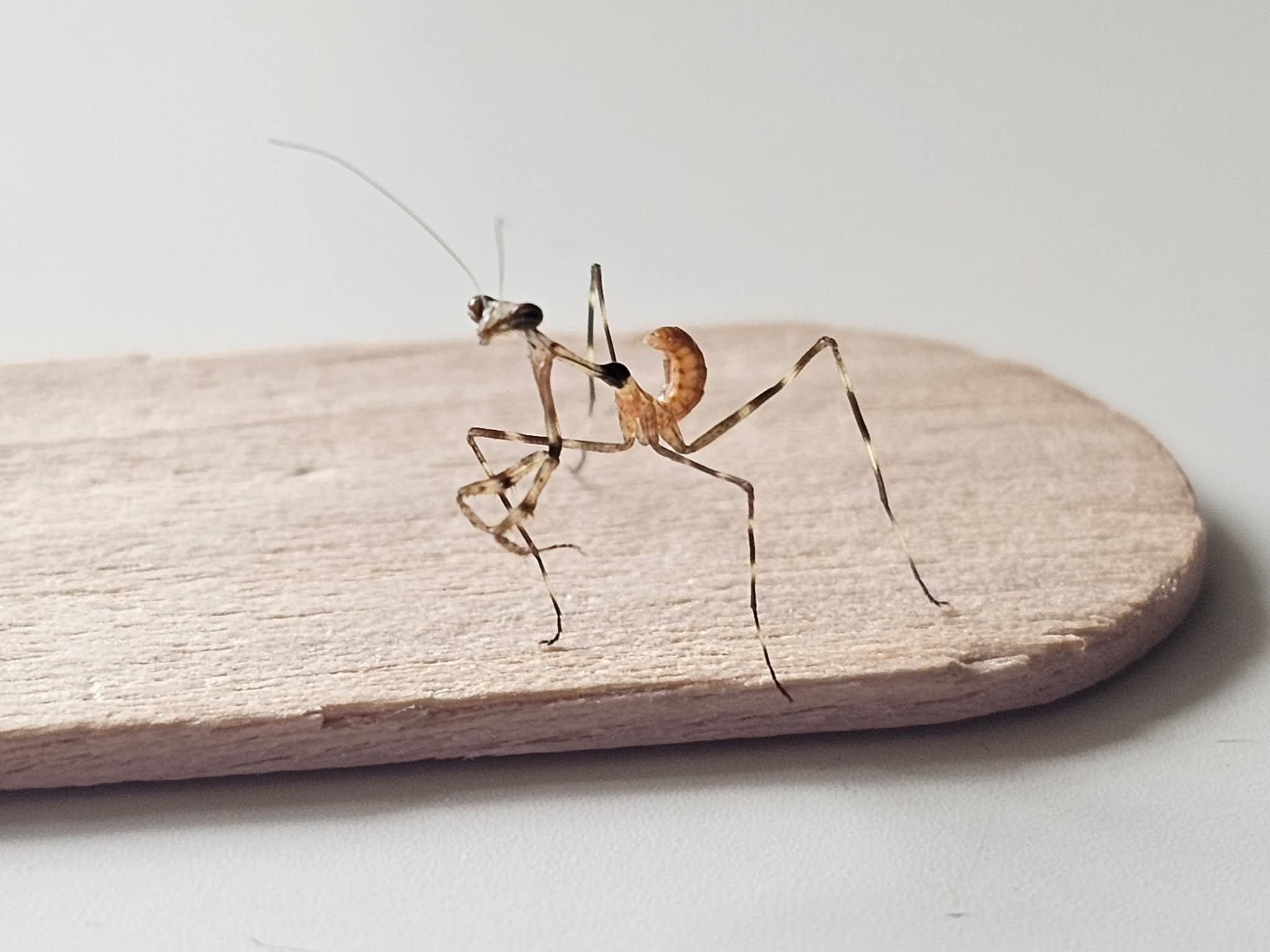 Mythomantis cofusa - Java'n Stick Mantis