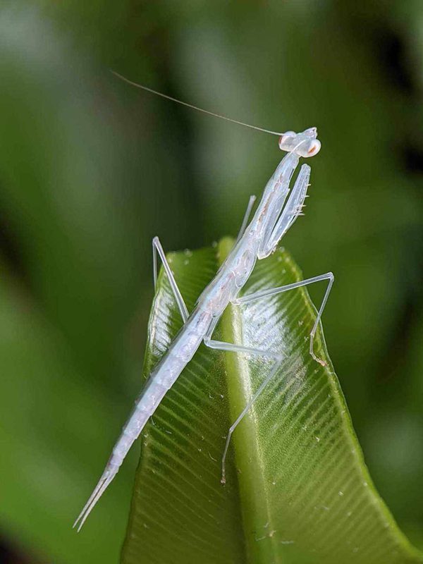 Sinomantis denticulata - Glass mantis