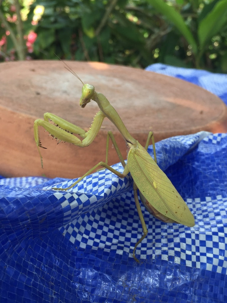 Hierodula pistillinota - Giant Burmese Mantis