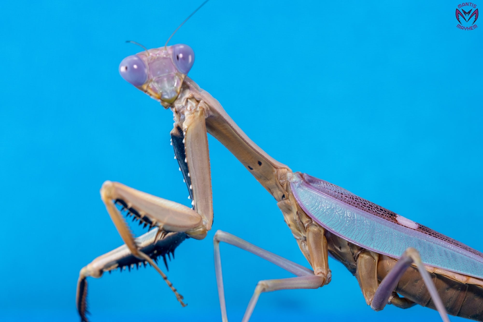 Hierodula pulchripes - Giant Sulawesi Mantis