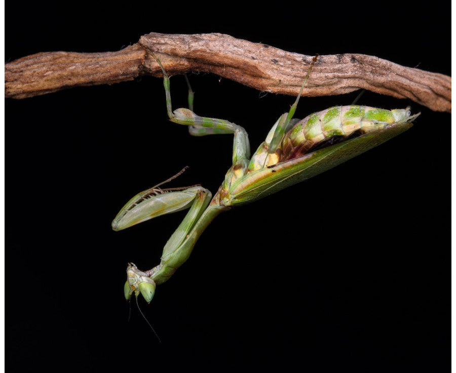 Galinthias amoena - African flower mantis