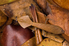 Deroplatys truncata - Dead leaf mantis