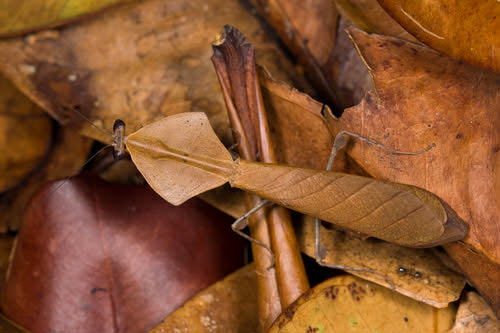 Deroplatys truncata - Dead leaf mantis