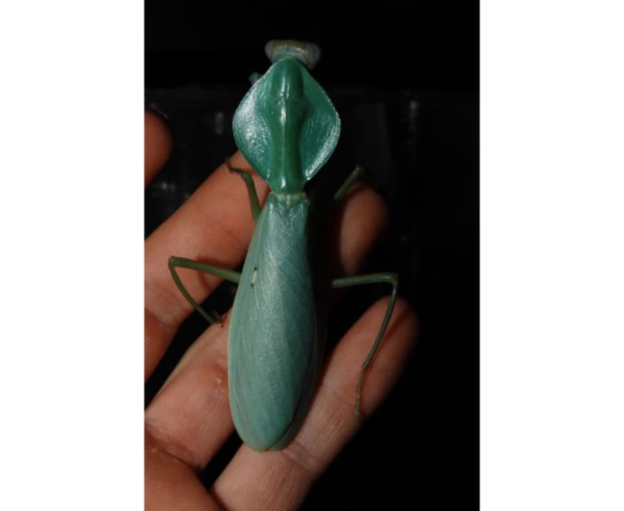 Rhombodera latipronotum - Round shield mantis