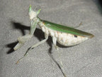 Pseudoharpax virescens - Gambian spotted-eye flower mantis Mantis Mayhem