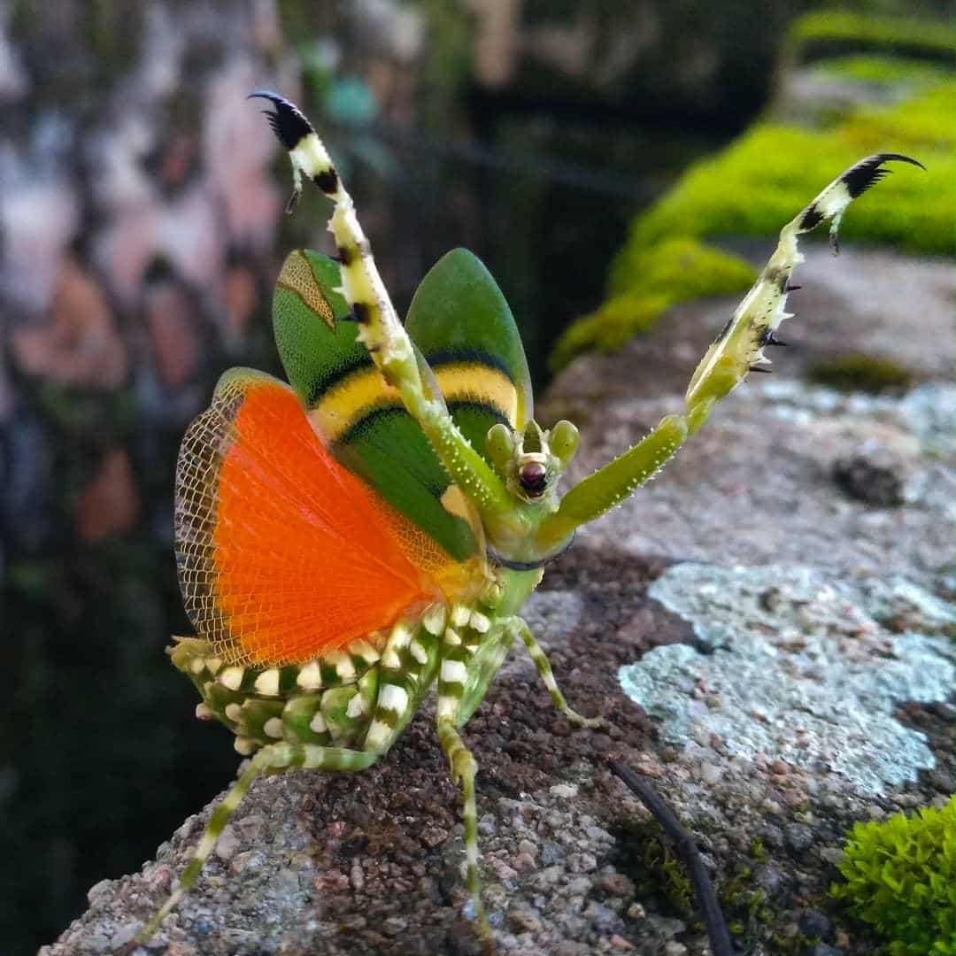 Theopropus elegans - Banded flower mantis