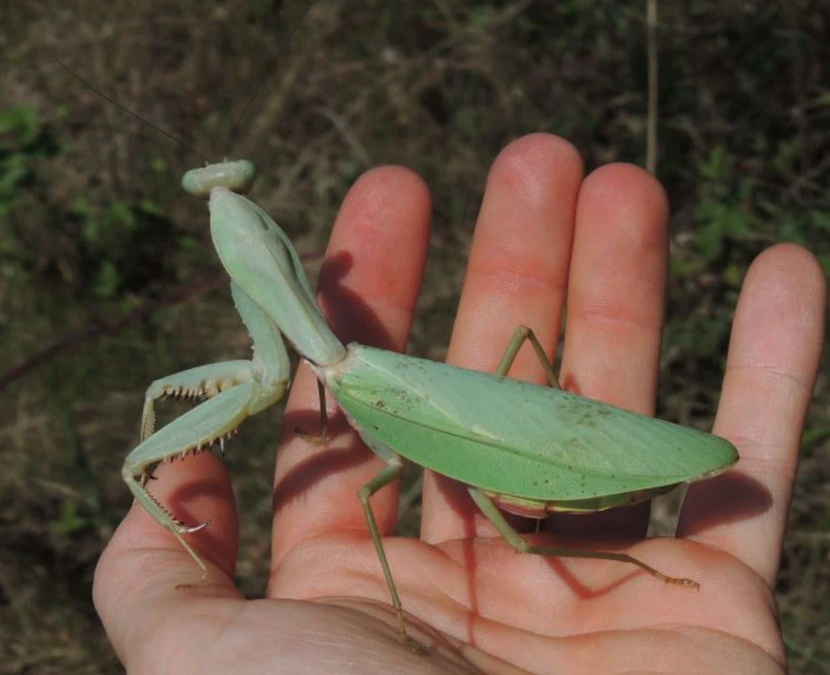 Rhombodera megaera - Giant Thai Shield Mantis