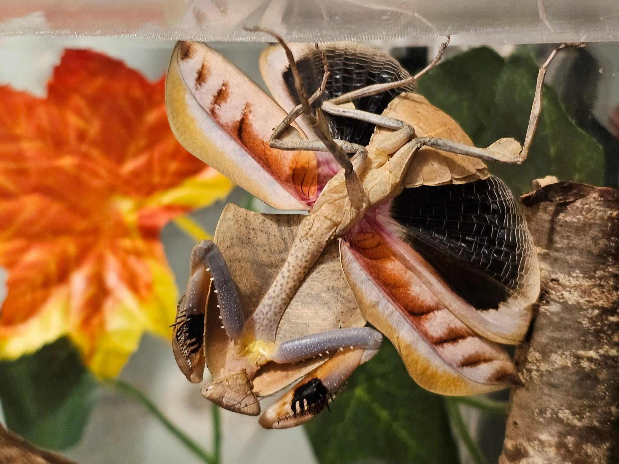 Deroplatys truncata - Dead leaf mantis
