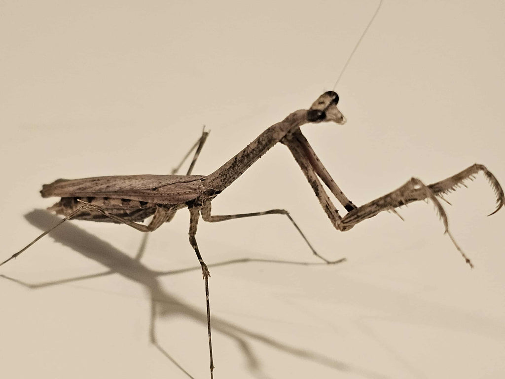 Mythomantis cofusa - Java'n Stick Mantis