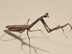 Mythomantis cofusa - Java'n Stick Mantis