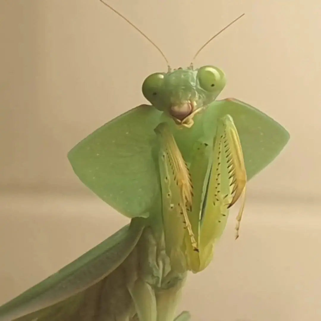 Asiadodis yunnanensis Chinese Shield Mantis