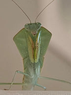 Asiadodis yunnanensis Chinese Shield Mantis