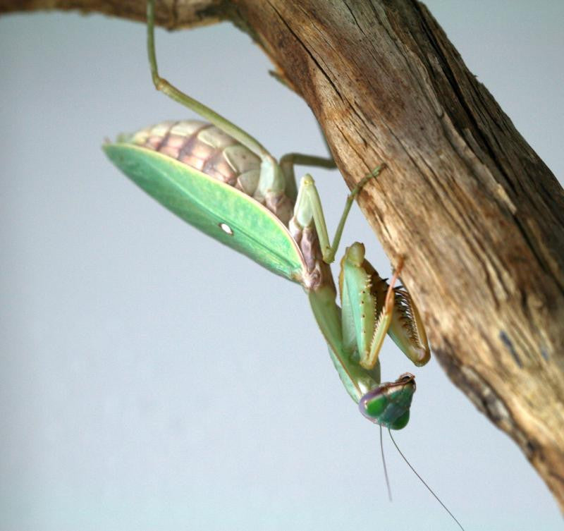 Rhombodera basalis - Giant shield mantis