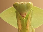 Asiadodis yunnanensis Chinese Shield Mantis