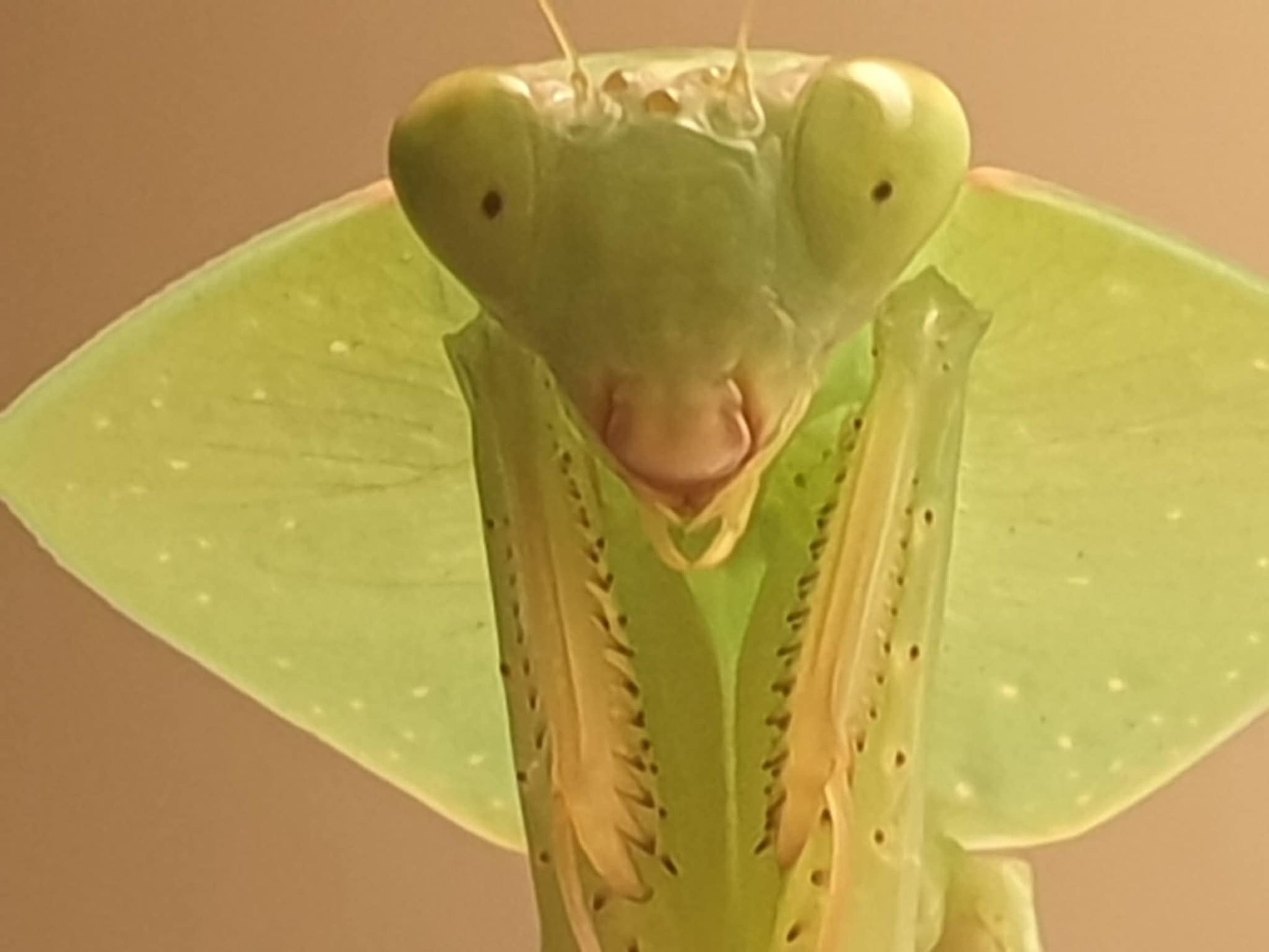 Asiadodis yunnanensis Chinese Shield Mantis