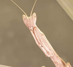 Dysaules sp India - Indian Grass Mantis