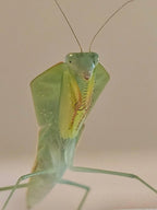 Asiadodis yunnanensis Chinese Shield Mantis