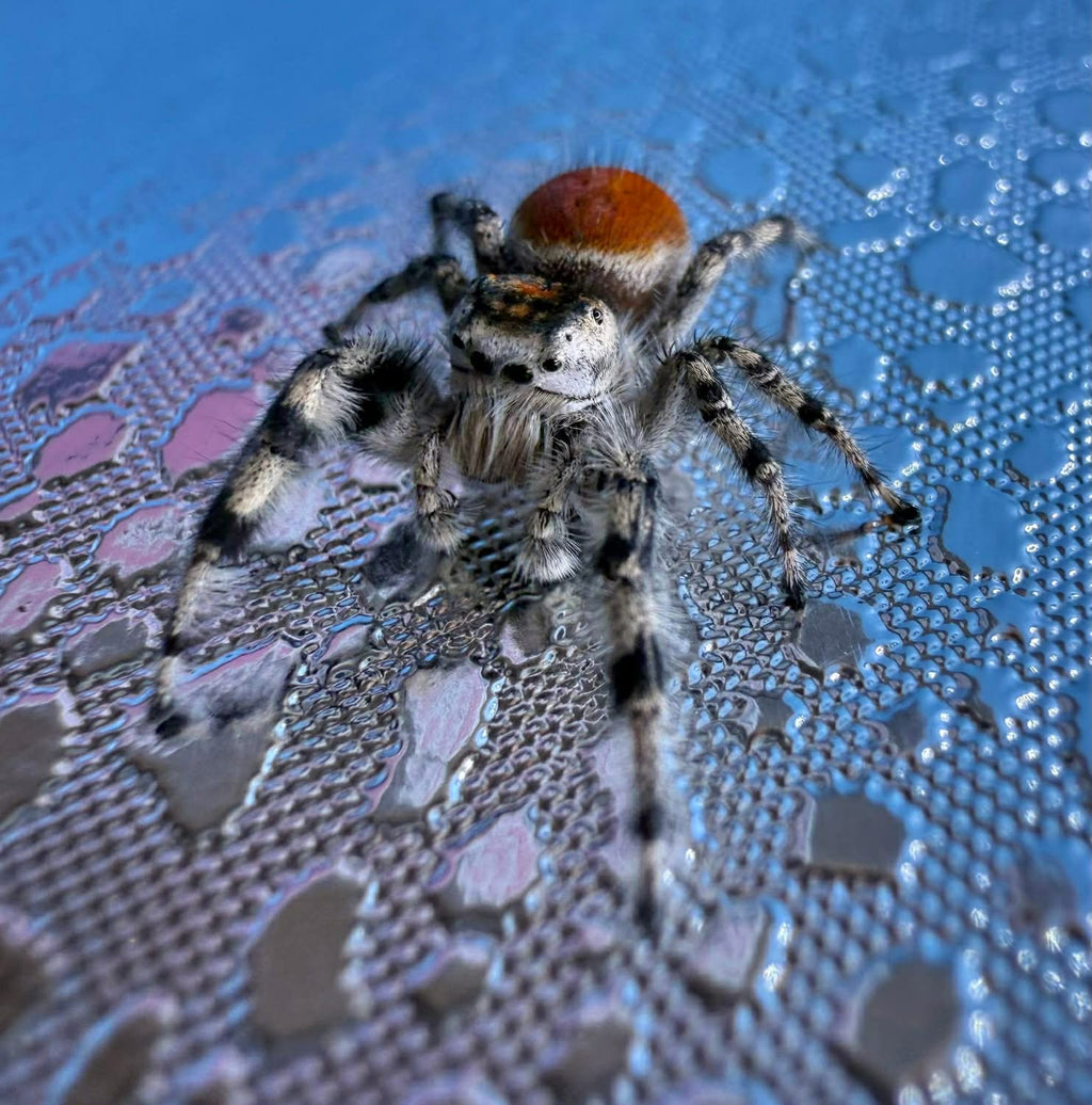 Phidippus adumbratus