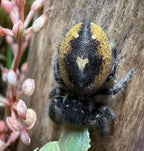 Phidippus audax bryantae Mantis Mayhem