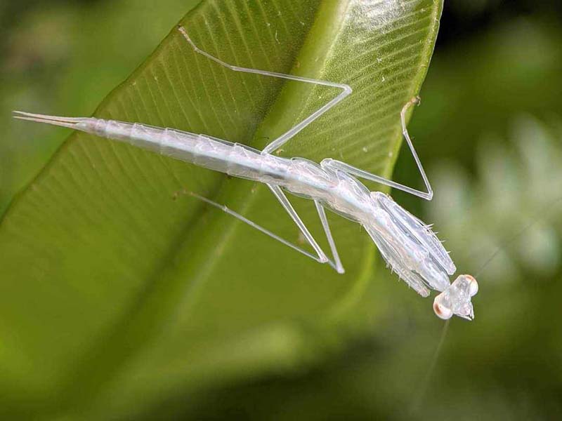 Sinomantis denticulata - Glass mantis