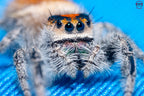 Phidippus regius Ocala