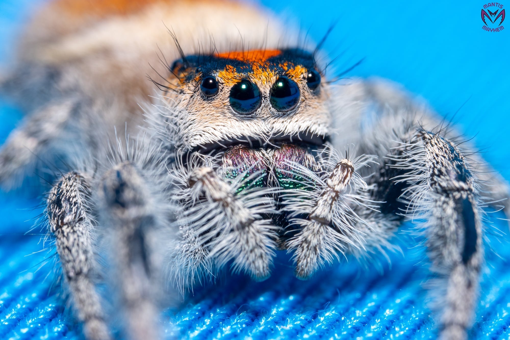 Phidippus regius Ocala
