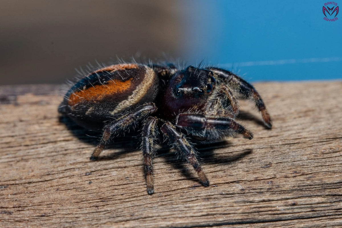 Phidippus clarus