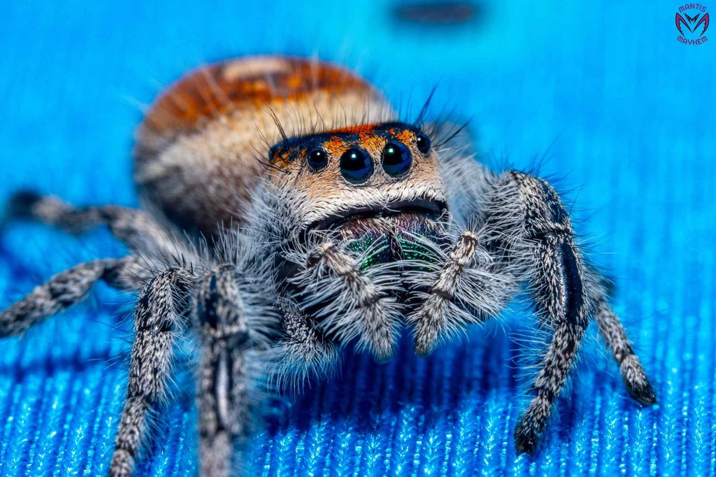 Phidippus regius Ocala