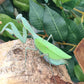 Sphodromantis aurea - Congo Green mantis