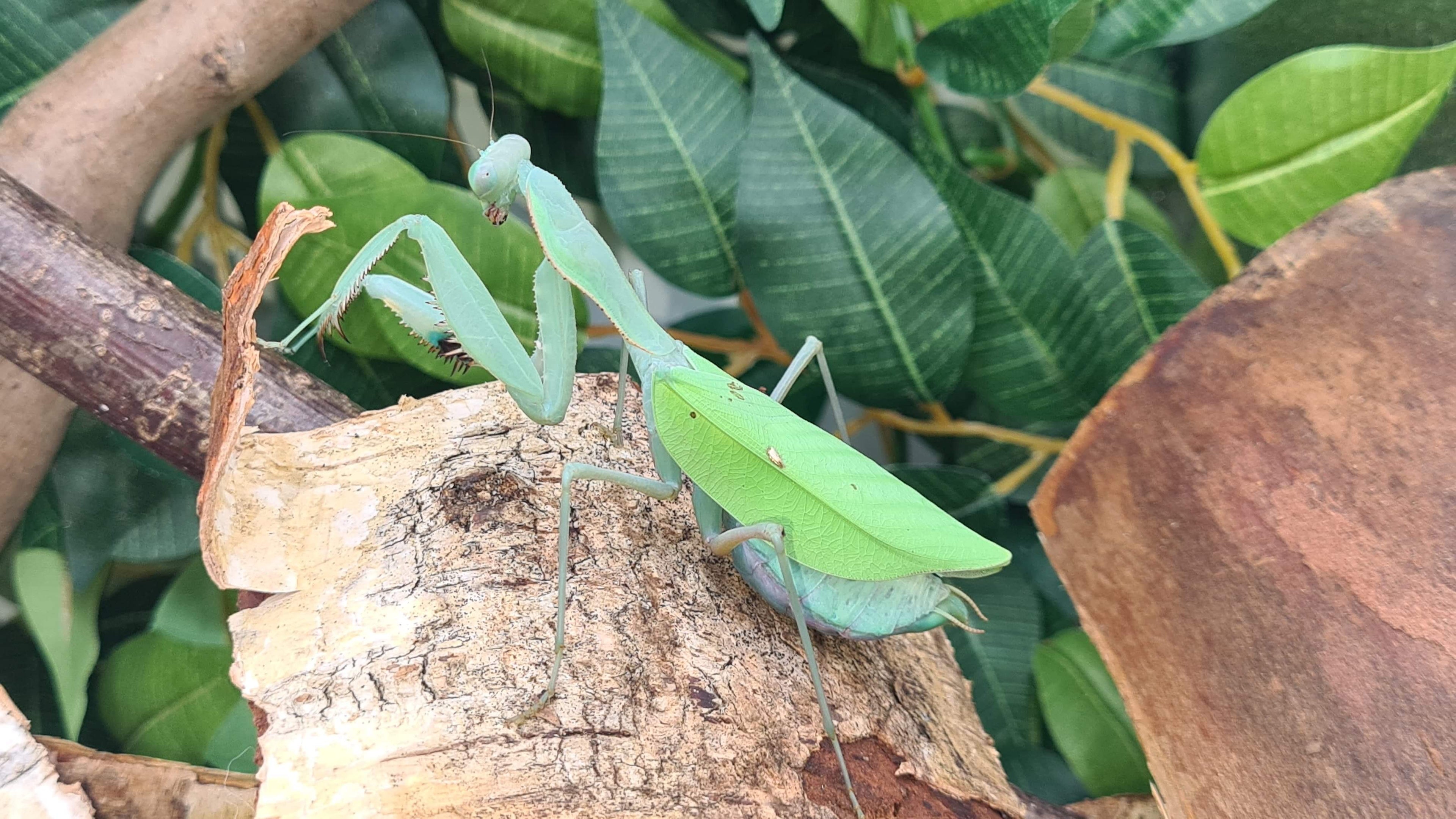 Sphodromantis aurea - Congo Green mantis