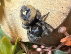 Phidippus audax bryantae Mantis Mayhem