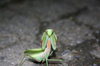 Hierodula chinensis - Chinese reddish mantis