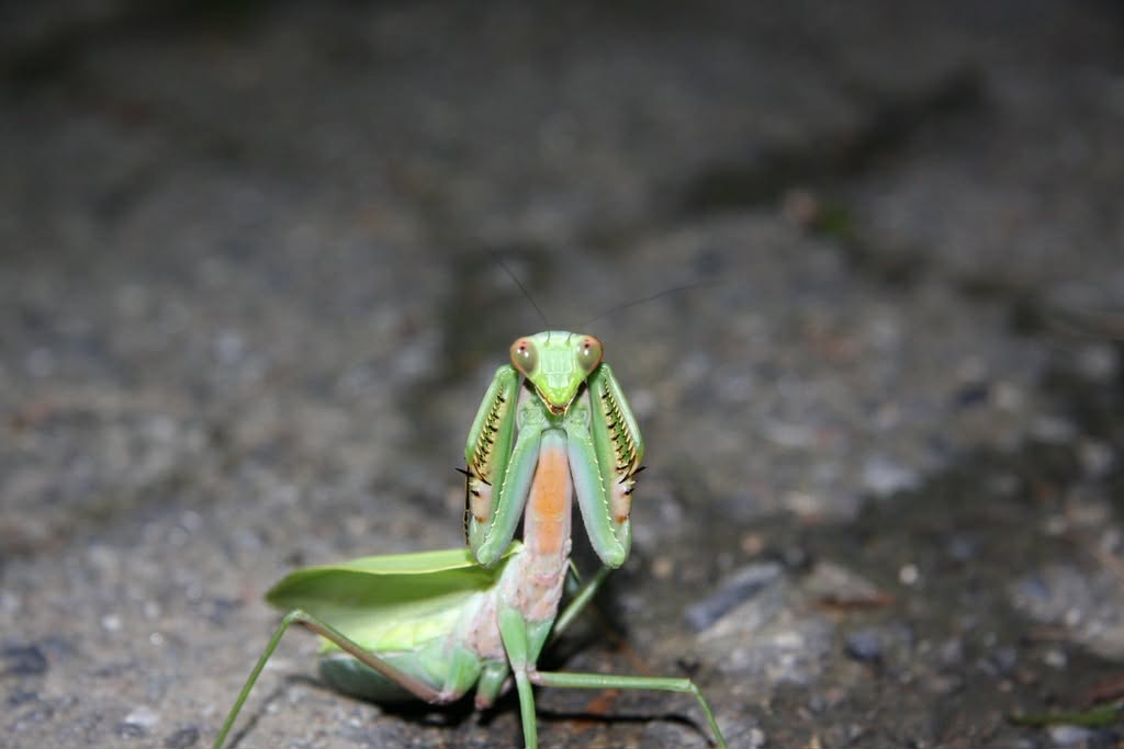 Hierodula chinensis - Chinese reddish mantis