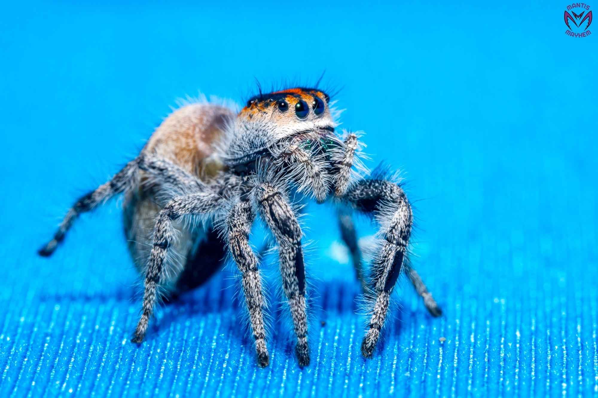 Phidippus regius Ocala