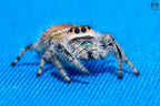 Phidippus regius Ocala