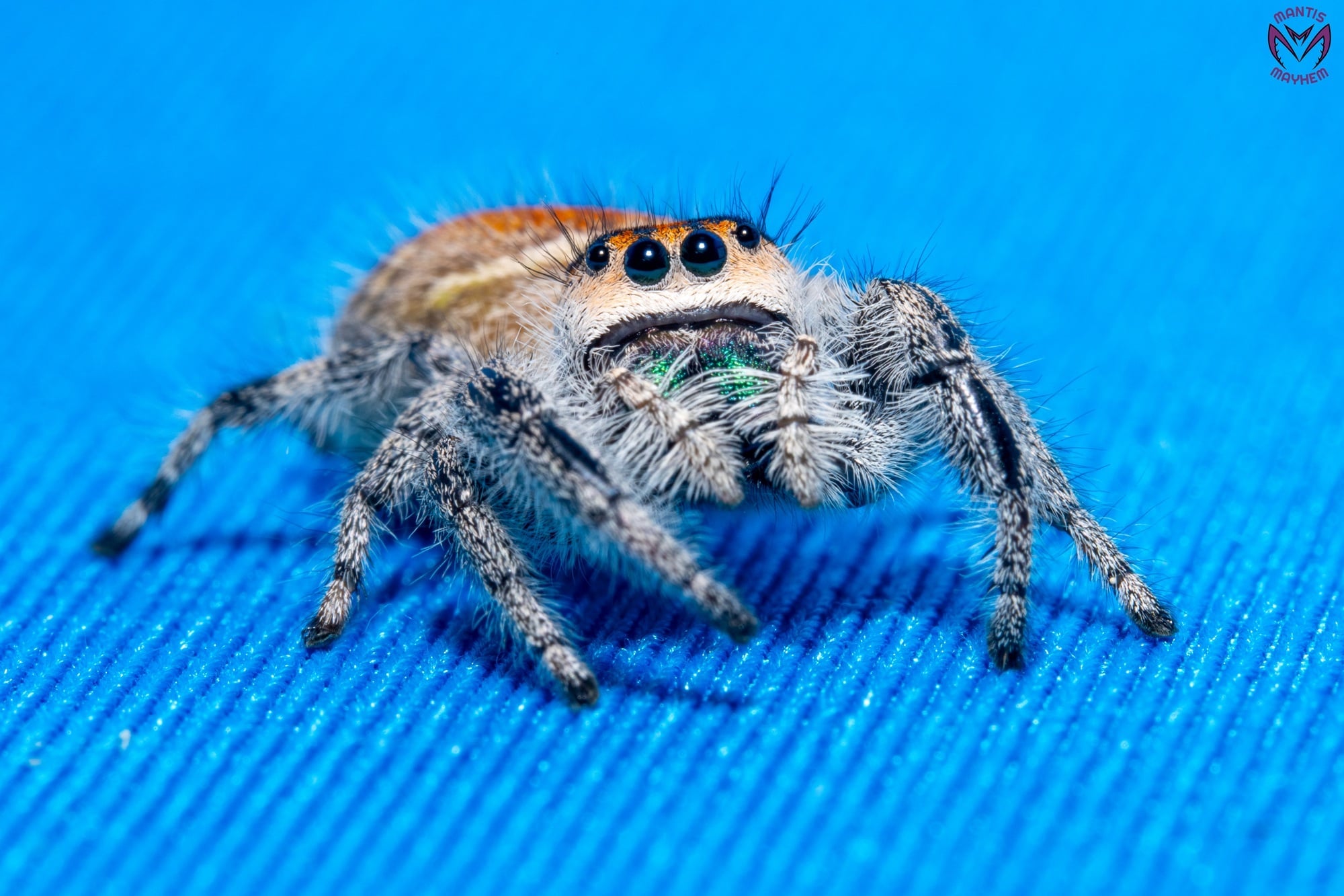 Phidippus regius Ocala