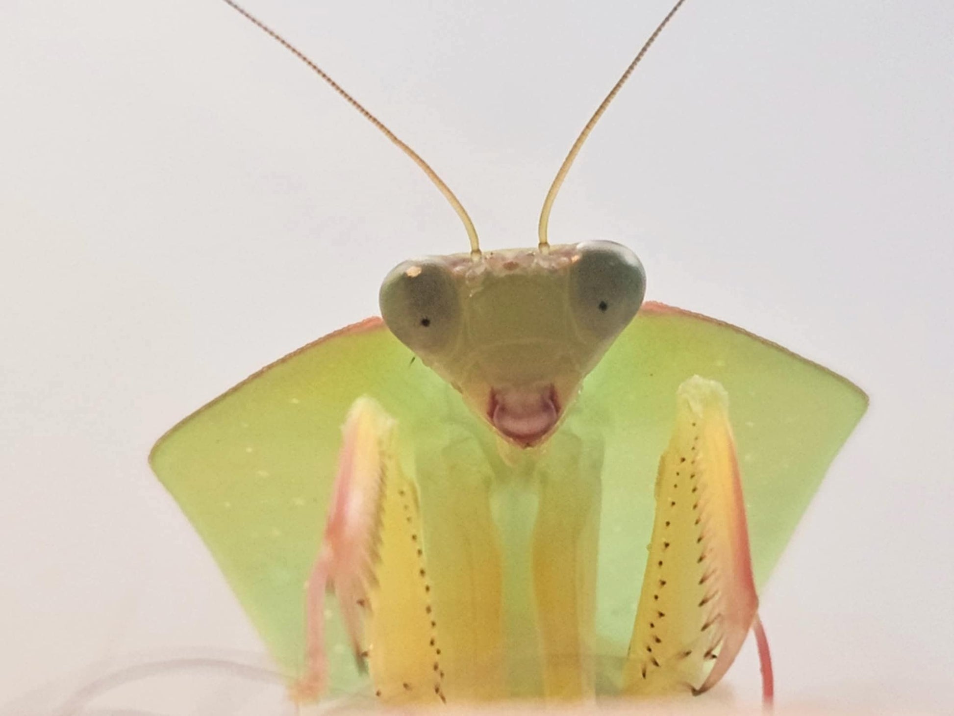 Asiadodis yunnanensis Chinese Shield Mantis