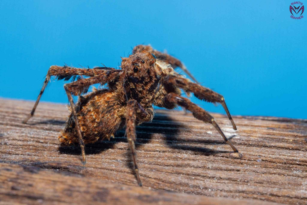 Portia labiata