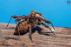 Portia labiata