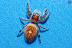 Phidippus regius Ocala